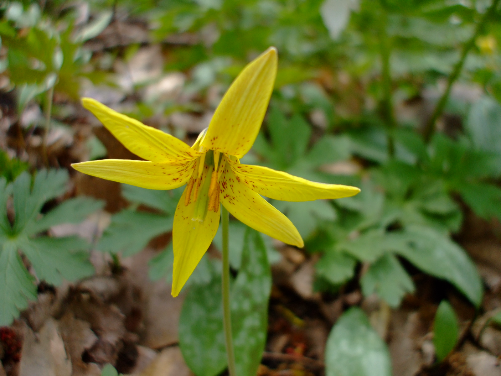 Erythronium americanum